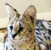 The serval cat is a wild cat that has been gaining in popularity among exotic pet owners. Servals For Sale