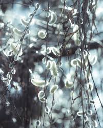 You Flow Like A Feather In A Beautiful World Riko On Instagram Look Like Soft Feathers They Are In Full Bloom Now Instagram Bloom Seasonal Delights