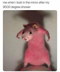 30 Best Cursed Memes And Funny Pics Memevilla Funny Pictures Animal Memes Funny Animal Memes