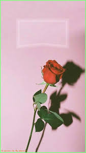 Iphone Wallpapers Tumblr Iphone Wallpaper Rose Custom Lockscreen N Tumblr Iphone Wallpaper Wallpaper Tumblr Lockscreen Iphone Wallpaper Tumblr Aesthetic