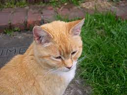 Didn T Know Only 2 Of Orange Cats Were Female Until My Vet Kept Referring To Her As Him On Our First Visit Aww