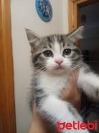 Petlebi Com On Twitter Istanbul Kedi 2 5 Aylik Annesi Beyaz Iran Kirmasi Oyuncu Cok Hiperaktif Bir Yavru Https T Co Cefzpl9dor