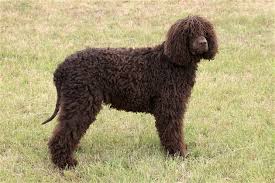 Image result for americký vodní španěl