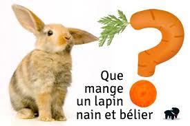 Que Mange Un Lapin Nourriture Lapin Nain Et Belier Auberdog