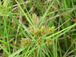 Image result for Pycreus polystachyos