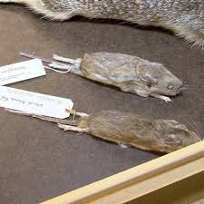 Maybe you would like to learn more about one of these? First Ever Hantavirus Case Confirmed In Douglas County Krnv