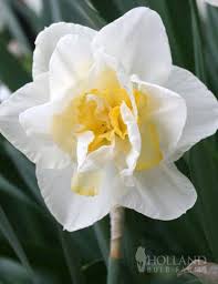 Narcissus White Lion Double Daffodil Hoa