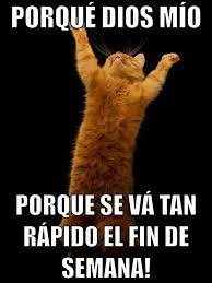 Pin By Claudia Dominguez On Cruzando El Atlantico Cats Cat Memes Cat Person