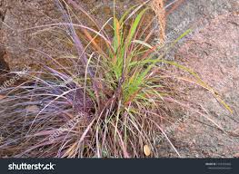 Image result for Xerophyta wentzeliana