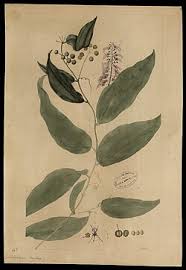 Image result for Smilacaceae