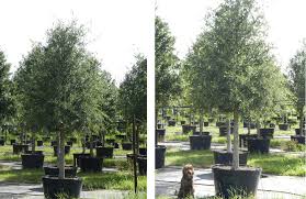 An oak tree can live healthily for about 200 years, after which it takes about 30 years for the tree to die naturally. Live Oak Trees For Sale In Dallas Fannin Tree Farm