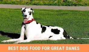 Best dog food for great dane puppies. Best Dog Food For Great Danes Best Dog Food Great Dane Dog Food Recipes
