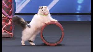 America s got talent 2014 weirdest worst funniest auditions 1 2. First Off We Have The Stavinsky Cats An Act Consisting Of Mother And Daughter Feline Tra America S Got Talent America S Got Talent Funny Animal Pictures