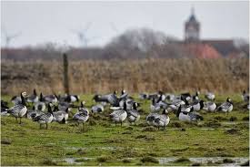Pilsum Near Greetsiel East Friesland De Friesland Favorite Places Coast