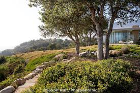 Holt 1133 025 Cr2 Photobotanic Stock Photography Garden Library California Native Garden California Plants Drought Tolerant Landscape