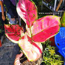 Namun di artikel ini saya tidak akan membagikan kumpulan koleksi gambar bunga paling lengkap serta berdasarkan jenisnya yang tentu saja paling populer di indonesia bahkan dimata. Melihat Aglaonema Si Daun Cantik Mempesona Di Solo Asedino