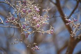 Image result for Philenoptera nelsii