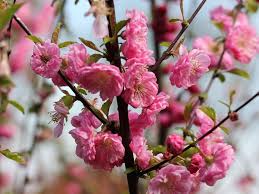 Image result for mandloň trojlaločná