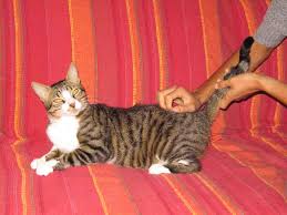 Les chats du coeur association culturelle 78 bd winston churchill, 14100 lisieux Osteopathie Et Shiatsu Pour Chevaux Chiens Et Chats Dans Le Calvados Lisieux Caen Deauville Rouen Osteopathe Shiastu Animalier