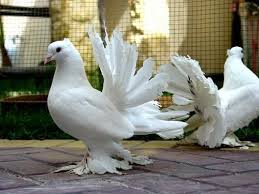 جميع أنواع الحمام بالصور Fantail Pigeon Pigeon Bird Beautiful Birds