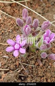Image result for Raphionacme hirsuta