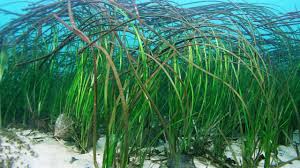 Image result for Zostera capensis