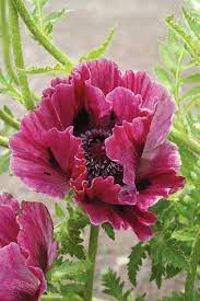 Pin By Selena Wallace On Flowers Flowers Beautiful Flowers Amazing Flowers