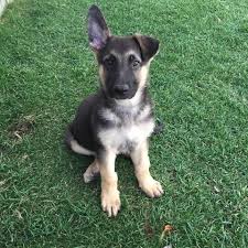 However they can go up and down frequently and this is perfectly normal. Wifeybabyshepy Cute German Shepherd Puppies German Shepherd Puppies Gsd Puppies