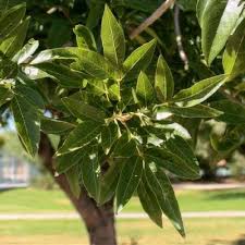 Image result for Bonamia velutina