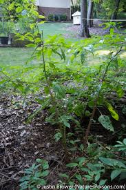Table of contents are poke greens poisonous? Pokeweed My Backyard Poison Nature S Poisons