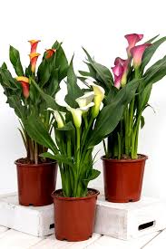 An adequate layer of mulch around the plants will help keep the area moist and free of weeds. Zantedeschia Tips And Guidance For The Best Possible Care