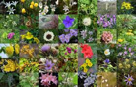 Discover some wonderful fall garden flowers that transition the seasons beautifully. 60 Best Fall Blooming Flowers With Pictures Florgeous