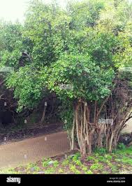 Image result for Canthium