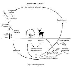 The Nitrogen And The Oxygen Cycle With Diagram