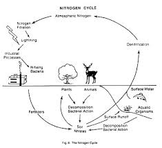 the nitrogen and the oxygen cycle with diagram