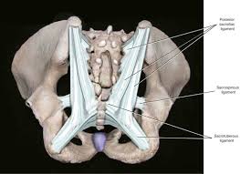 Secondly, the obturator oblique view demonstrating the anterior column of the pelvis along with the posterior wall of the acetabulum. Introduction To Pelvic Anatomy 1 Obgyn Key