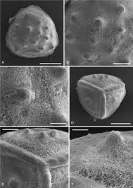 Image result for Isoetes welwitschii