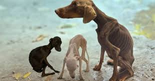 Please Save The Poor Dog And Puppies” - The Lady Sobbed Virally And My Heart Was Wrenched...Will you help spread the word and make a difference?