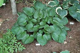 We did not find results for: Second Wind Hosta Hosta Second Wind In Burlington Williston Vermont Plattsburgh Vermont Vt At Gardener S Supply Company