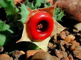 Image result for Huernia erectiloba