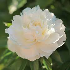Fiori Bianchi 15 Idee Per Un Giardino Luminoso Guida Giardino