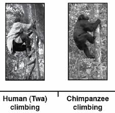 chimpanzee feet vs human feet