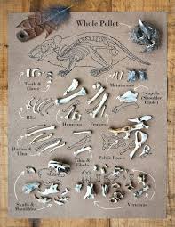 Free Owl Pellet Bone Chart Ap Environmental Science Owl