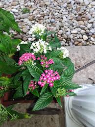 Image result for Pentas micrantha