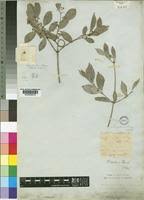 Image result for Hippocratea pallens