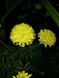 Image result for Marquesia macroura