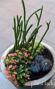 Maybe you would like to learn more about one of these? Lady S Slipper Archives Desert Gardening 101