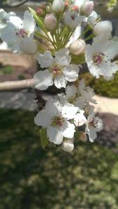 Check spelling or type a new query. Now Is The Time To Identify Callery Pear Purdue Landscape Report