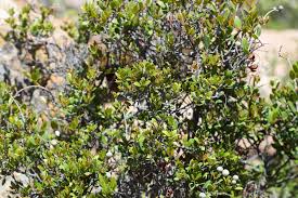 Image result for Heinsenia