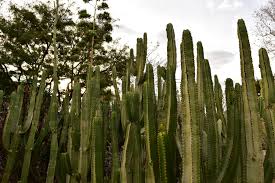 If you share our interest in these fascinating and unique quality improvement of cactus hybrids over the last years. San Diego Cactus Succulent Society Home Facebook